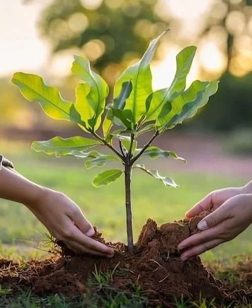 Is Nature Made a Good Brand