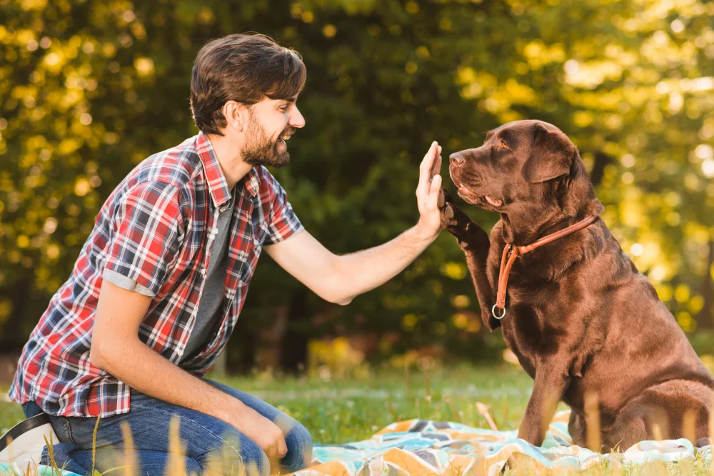 Rabies Shot for Dogs: Essential Guide for Every Pet Owner